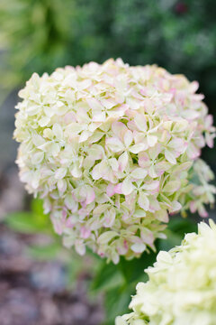 Panicle Hydrangea Pixio With Soft Pink Tint Appearing