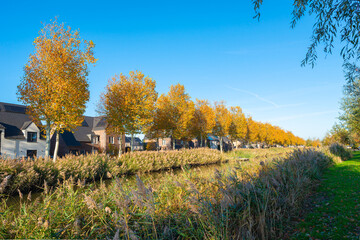 Row of deciduous trees with autumn leaf colors along a canal in Waddinxveen, Netherlands