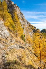 Fototapeta premium Golden larch trees along a hiking trail west of Busteni in the Carpathian Mountains, Romania