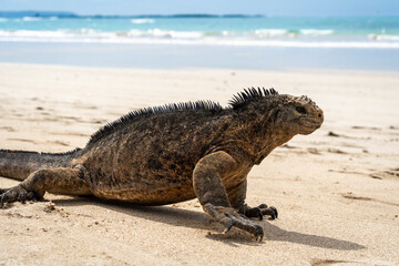 Marine iguana on the sandy shores of Isabela Island, Galapagos Archipelago, Ecuador