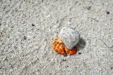 Hermit crab on a white sand beach in Maupiti, French Polynesia