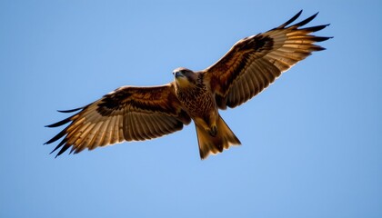 Fototapeta premium A majestic eagle in flight against a clear sky. The eagle, with its powerful wings fully extended, is soaring towards the right side of the frame