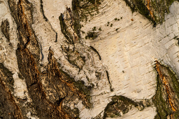 Detal kory drzewa w ciepłym świetle © Kacper