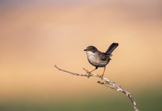 Sardinian Warbler perched on a branch.