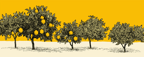 A drawing of three orange trees with many oranges on them. The trees are in a field and the oranges are ripe