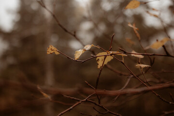 Autumn Vibes