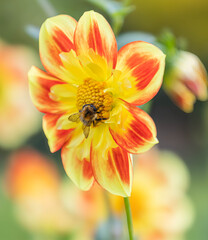 A red flower with black petals is the main focus of the image