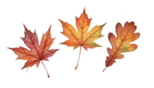 Autumn Leaves Watercolor Illustration on White Background