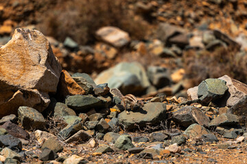 Atlantoxerus getulus on volcanic rock - Fuerteventura