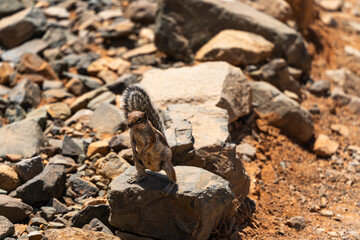 Atlantoxerus getulus on volcanic rock - Fuerteventura