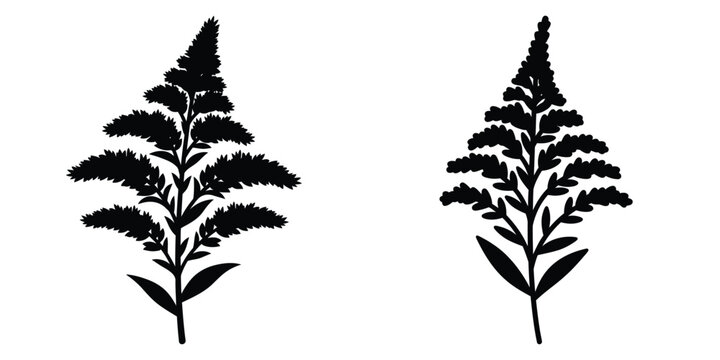 goldenrod bloom silhouette flowers isolated on transparent background