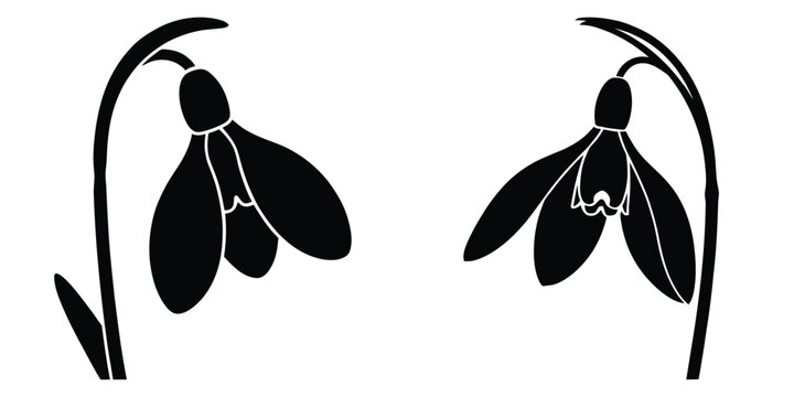 snowdrop silhouette flowers isolated on transparent background