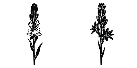 tuberose silhouette flowers isolated on transparent background