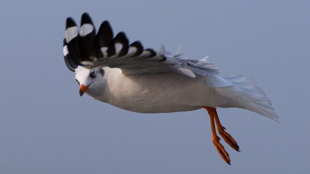 seagull in flight