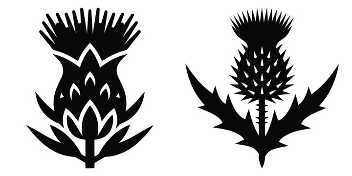 thistle silhouette flowers isolated on transparent background