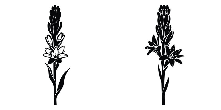 tuberose silhouette flowers isolated on transparent background