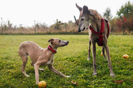 Playful whippet puppy and old Spanish galgo dog in outdoor park. Interaction between two dogs greyhound