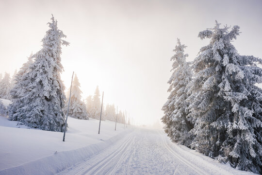 Cross-country ski track leading through winter forest under sunny sky. Snowy trekking trail in mountains