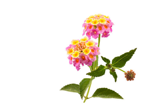 Lantana Camara Flower on a white background