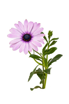 African daisy flower - Dimorphotheca ecklonis isolated on white background