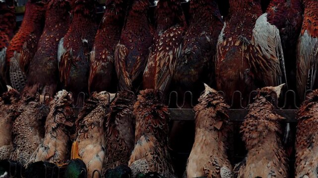 Hunters proudly showcase their catch of game birds at a local market during the autumn season, highlighting the tradition and community bonding in hunting culture.