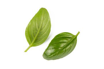Fresh basil leaves isolated on white background