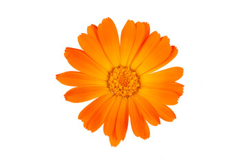 Calendula officinalis. Marigold flower with leaf isolated