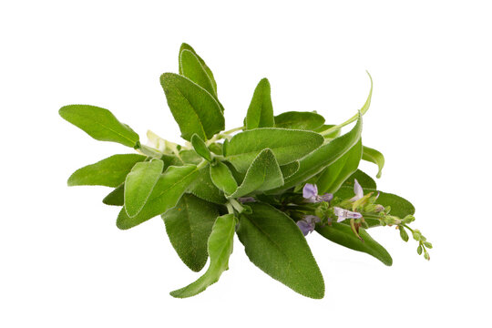 Salvia Officinalis (Green sage tea) on the white background