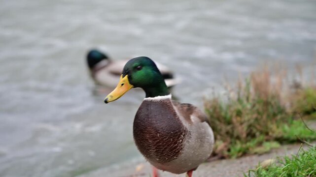 Close-up of male mallard duck head looking around