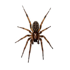 Obraz premium Close up of a large brown spider isolated on transparent background