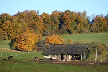 Old wooden cottage and grazing horses in countryside. Colorful autumn trees around. Kashubia, Poland