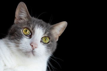 Close-up portrait of a gray and white cat looking into the camera, isolated on black background