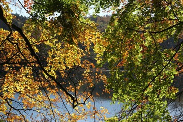 Colorful autumn trees and lake in background. Gleboczko Lake, Kashubia, Poland
