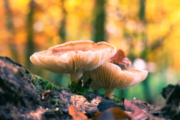 Autumn impression. Mushroom in the forest. Nature, seasons concept