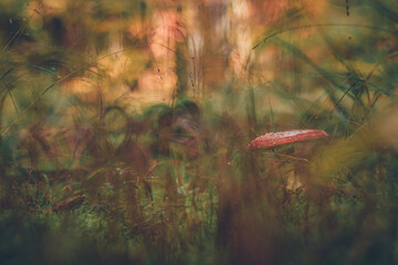 Autumn impression. Red fly agaric mushroom in the forest. Nature, seasons concept