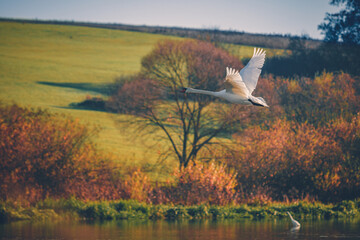 Mute swan (Cygnus olor) flying above water. Elegant white bird over the lake at warm autumn sunlight. Nature, animal theme
