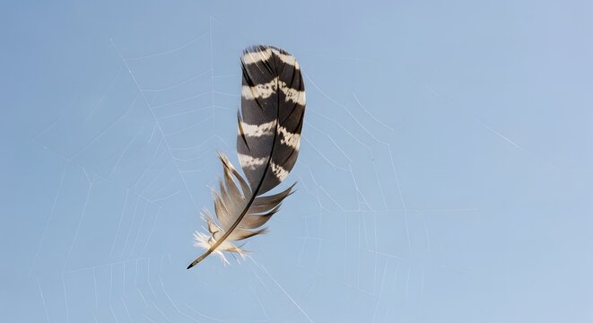A close-up of a black and white striped feather caught in a delicate spider web against a clear blue sky background - Powered by Adobe
