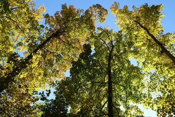 Colorful autumn trees on blue sky background