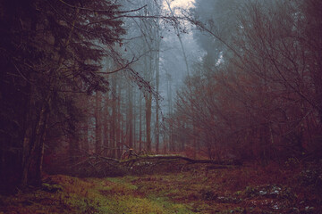 Autumn forest, romantic, misty, foggy landscape. Vintage looking nature photo