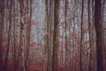 Dark autumn forest, romantic, misty, foggy landscape