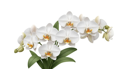 Obraz premium White Phalaenopsis Orchid Blooms – Elegant Flower on Stem