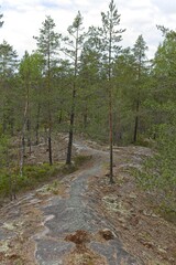 Forest landscape view of trees and rock in summer, Nuuksio, Espoo, Finland.