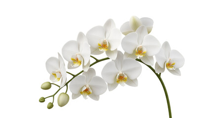 Obraz premium White Phalaenopsis Orchid Blooms – Elegant Flower on Stem