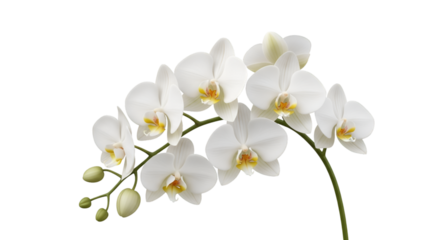 White Phalaenopsis Orchid Blooms – Elegant Flower on Stem