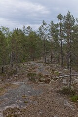Forest landscape view of trees and rock in summer, Nuuksio, Espoo, Finland.