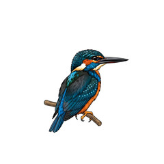 Vibrant kingfisher bird perched on a branch isolated on transparent background