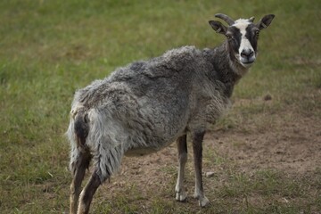 Closeup of sheep in the meadow at Kattila farm in summer, Nuuksio, Espoo, Finland.