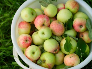 White bucket full of freshly harvested organic apples on green grass.