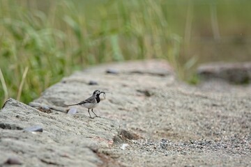 Closeup of White wagtail (motacilla alba), with food in it´s beak, Laajalahti, Espoo, Finland.