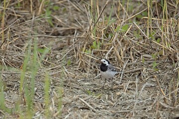 Closeup of White wagtail (motacilla alba), with food in it´s beak, Laajalahti, Espoo, Finland.